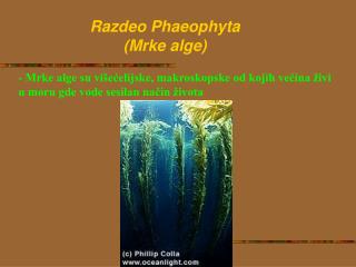 Razdeo P haeophyta ( Mrke alge )