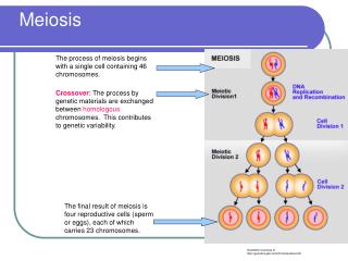 Meiosis