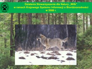 Działania Stowarzyszenia dla Natury „Wilk”