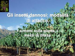 Gli insetti dannosi: modalità di attacco,