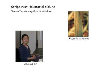 Stripe rust Haustorial cDNAs Chuntao Yin, Xianming Chen, Scot Hulbert