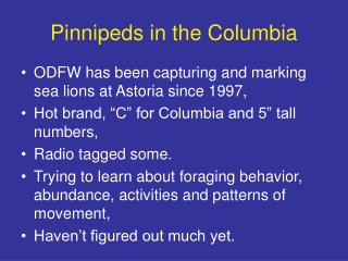 Pinnipeds in the Columbia