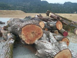 Utilization_of_Sudden_Oak_Death_Diseased_Wood43708