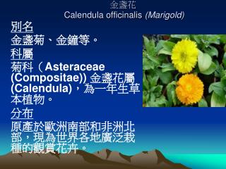 金盞花 Calendula officinalis (Marigold)