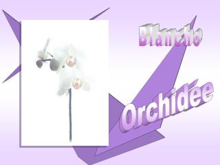 Orchidée