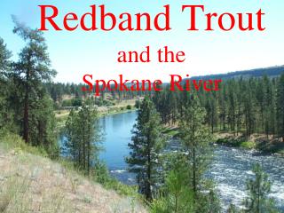 Redband Trout and the Spokane River