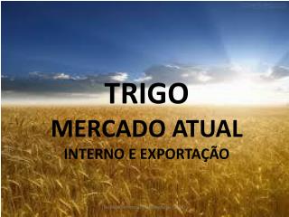 TRIGO MERCADO ATUAL INTERNO E EXPORTAÇÃO