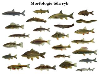 Morfologie těla ryb
