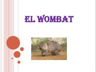 EL WOMBAT