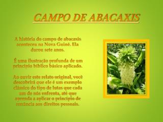 CAMPO DE ABACAXIS