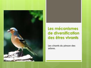 Les mécanismes de diversification des êtres vivants