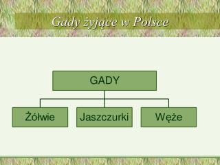 Gady żyjące w Polsce