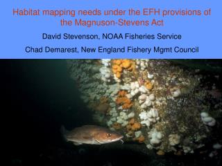 Habitat mapping needs under the EFH provisions of the Magnuson-Stevens Act