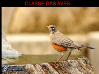 CLASSE DAS AVES