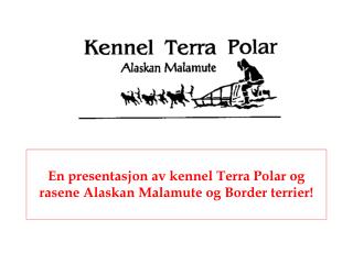 En presentasjon av kennel Terra Polar og rasene Alaskan Malamute og Border terrier!