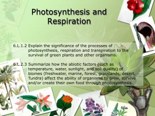 Photosynthesis and Respiration