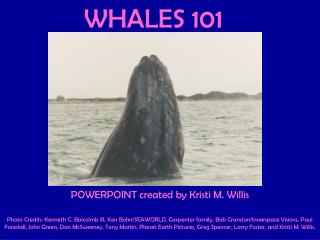 WHALES 101