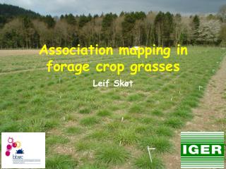 Association mapping in forage crop grasses