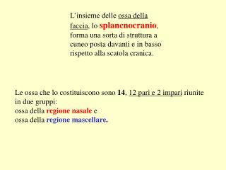 L’insieme delle ossa della faccia , lo splancnocranio , forma una sorta di struttura a cuneo posta davanti e in basso