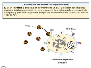 Linfocito B específico