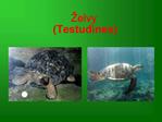 elvy Testudines
