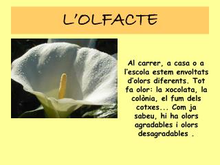 L’OLFACTE