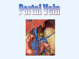 Portal Vein
