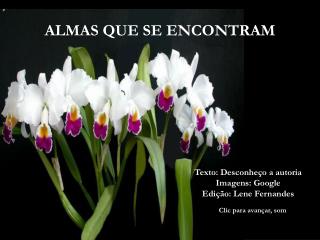 ALMAS QUE SE ENCONTRAM