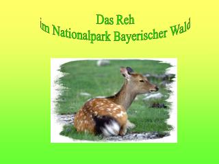Das Reh im Nationalpark Bayerischer Wald