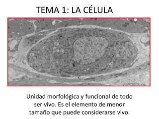 TEMA 1: LA CÉLULA