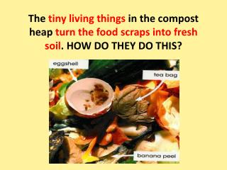 Bacteria and fungi break down food scraps into smaller pieces