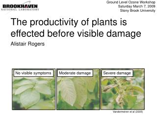 The productivity of plants is effected before visible damage
