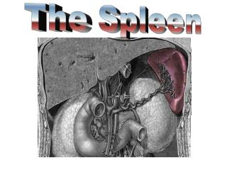 The Spleen