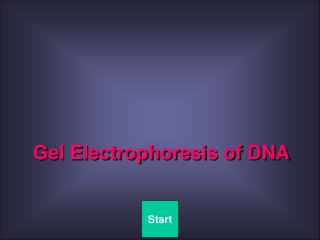 Gel Electrophoresis of DNA