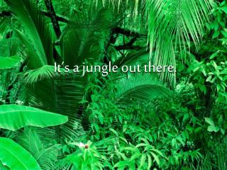 It’s a jungle out there.