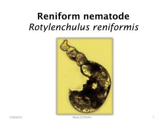 Reniform nematode Rotylenchulus reniformis