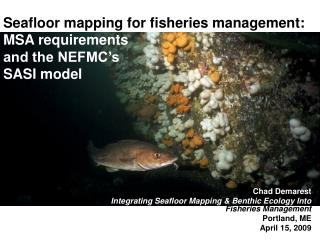 Seafloor mapping for fisheries management: MSA requirements and the NEFMC’s SASI model