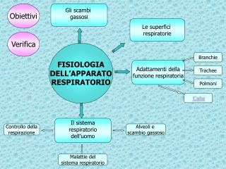 Controllo della respirazione