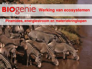 Werking van ecosystemen