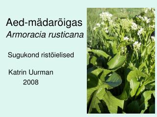 Aed-mädarõigas Armoracia rusticana Sugukond ristõielised