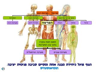 גוף אחד – מערכות רבות