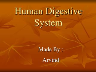 Human Digestive System