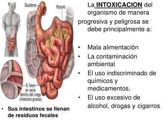 La INTOXICACION del organismo de manera progresiva y peligrosa se debe principalmente a: