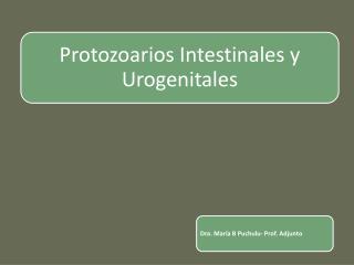 Protozoarios (unicelulares)