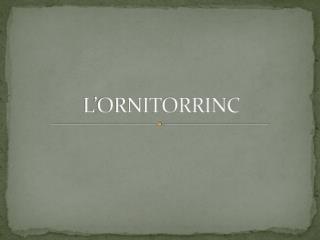 L’ORNITORRINC