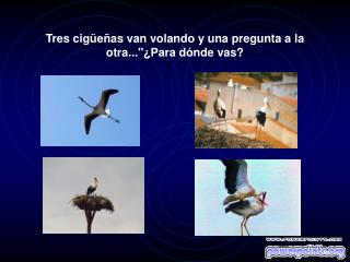 Tres cigüeñas van volando y una pregunta a la otra...&quot;¿Para dónde vas?