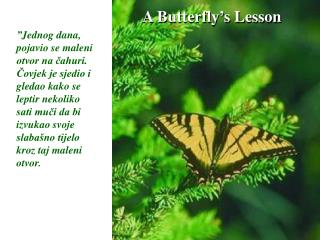 A Butterfly’s Lesson