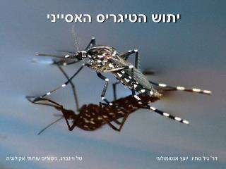יתוש הטיגריס האסייני