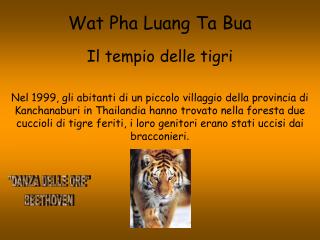 Wat Pha Luang Ta Bua Il tempio delle tigri