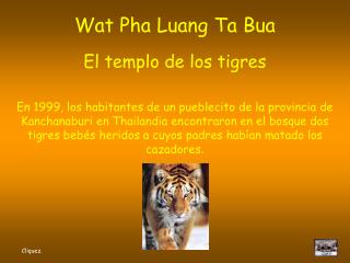 Wat Pha Luang Ta Bua El templo de los tigres